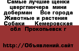 Самые лучшие щенки цвергпинчера (мини доберман) - Все города Животные и растения » Собаки   . Кемеровская обл.,Прокопьевск г.